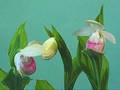 Showy lady slipper - Cypripedium reginae - opening of flower
