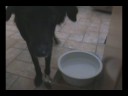 Sirius Blowing Bubbles Part 1 Sirius Blowing Bubbles Part 1