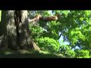 Search Video