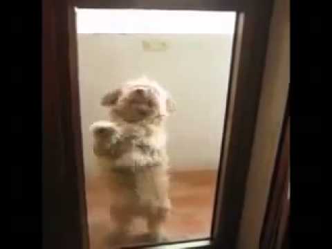 Videos Posted by مـــوش نرمـــال كلب يرقص السالسا