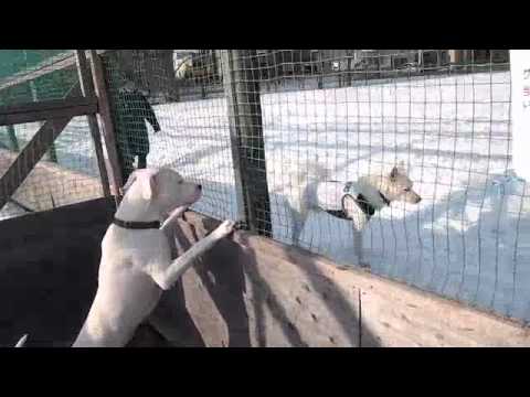 7 dogo argentino