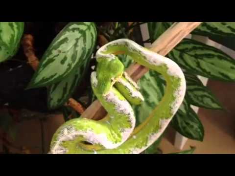 YouTube reptile video