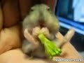 Cute little hampster eating broccoli Cute little hampster eating broccoli