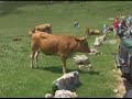 Vacas Asturianas Cordillera Cant�brica