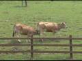 Vacas Asturianas Cordillera Cantábrica