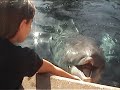 Bianca e Sofia alimentando golfinhos no Sea World