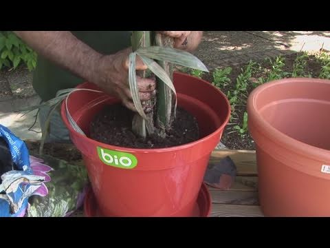 how to replant houseplants