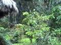 Amazon rain - downpour at Sacha Lodge