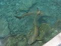 Nurse Sharks in Kwajalein
