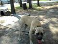Brutie- English Mastiff