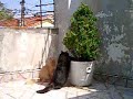 Produção: Dani; Ator: Chorão e Belo; O chorão passa todo seu saber sobre a planta para o belo.