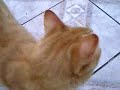 Jardinagem Felina