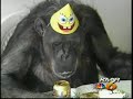 CHEETA THE CHIMPS 75TH BIRTHDAY CHEETA THE CHIMPS 75TH BIRTHDAY