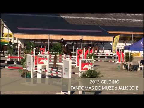 NEN TOFFE DE MUZE 5-YO CHAMPIONSHIPS GESVES AUGUST 2018