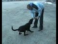 Rottweiler bite crazy IPO Rottweiler bite crazy IPO