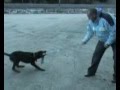 Rottweiler video