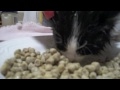 A Food Sucking Kitten