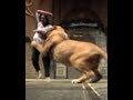 Dont upset a lion. Part 3 of 4