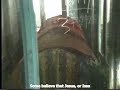 tomb of jesus   kashmir india