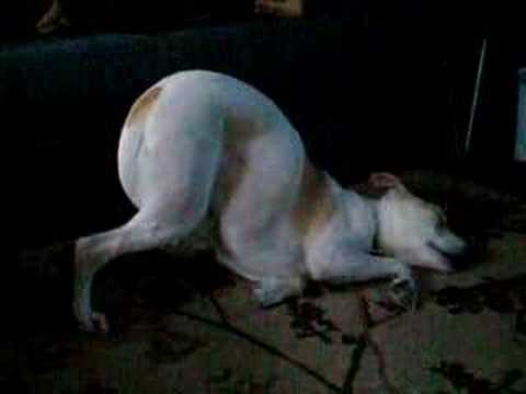VIDEO: un perro muestra su singular forma de dormir