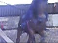 Malakai Bucking 22-11-09