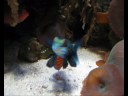 videos de Das Aquarium Berlin