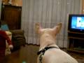 videos de DSCN1280