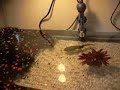 Bullfrog Tadpole and Setup