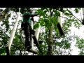 Loisirs, de nouveaux parcours dans les arbres pour les Euréliens.