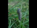 SARDEGNA_0001.wmv