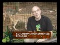 Passeio Animal - Lobo Europeu