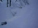 Hakuba Tsugaike Trees Hakuba Tsugaike Trees