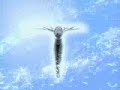 Angels