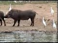 Fatty stalks warthogs, his groupies the egrets observe.