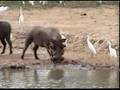 Fatty stalks warthogs, his groupies the egrets observe.