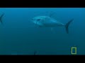 Catching Giant Tuna