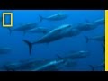 Catching-Giant-Tuna