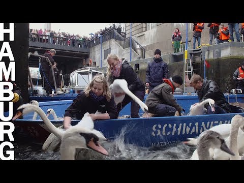 Hamburg, die Stadt der Schwne (mit Olaf Nie, \