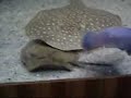 Jellyfishes runaway^meduzki Jellyfishes runaway^meduzki