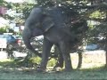 Elephant Beibi in Norwegian Circus Agora