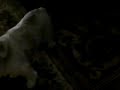THE MAMMAL VS THE CREATURE last part
