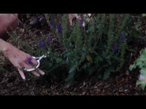 how to trim salvia