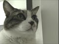寂しんぼな警備隊長の仕事っぷりを見てやって下さい。（撮影：2008年.10月）blog→http://menmasan.jp/