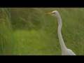 Hunting birds