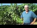 Jake Stephens at Diamond Ridge Vineyards