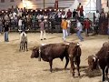 Largada Touros Golegã - ACIDENTE PARTE 2