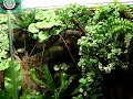 my 3 feet x 4 feet vivarium