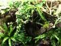 my vivarium