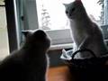 Young cat fights an old one 