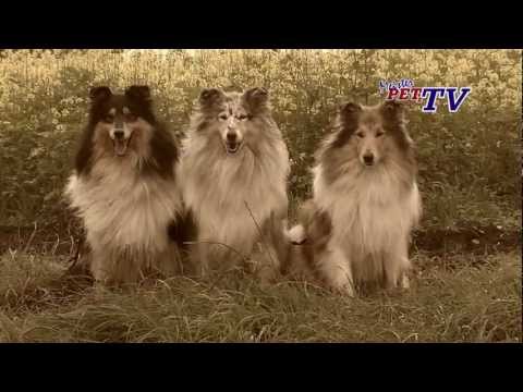 collie - Kurzbeschreibung: Der Collie bis 61cm / 30kg Beschreibung Der Collie (langhaar) ist ein Hütehund von großer Schönheit und gelassener Würde. Er ist ein kräfti...